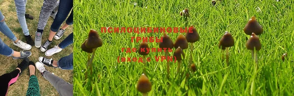 ПСИЛОЦИБИНОВЫЕ ГРИБЫ Медвежьегорск
